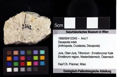 Foto (Objket + Etiketten) von Decapoda indet. 